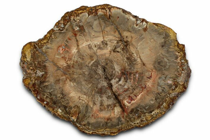 Polished Petrified Wood (Araucaria) Round - Madagascar #358032